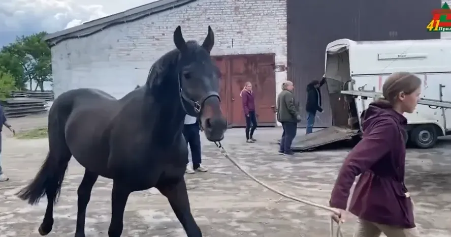 Фрагмент відео Коней з Дергачівської громади встигли перевести в інший регіон до повної руйнації росіянами дитячого спортивного закладу.