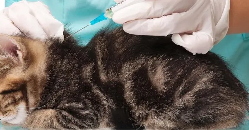 Вакцинація рятує життя! З метою профілактики сказу домашніх тварин фахівцями Харківської обласної державної лікарні ветеринарної медицини з 8 по 12 січня проводитиметься подвірний обхід мешканців приватного сектору для проведення профілактичних щеплень собак та котів проти сказу.
